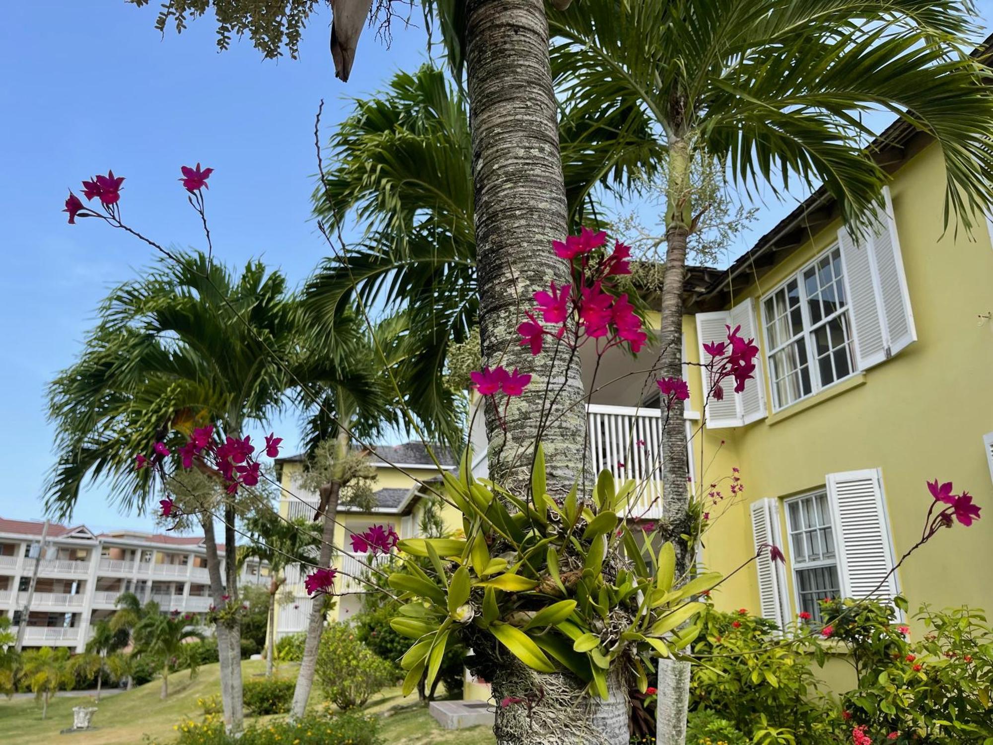 Jamaica Time Driftwood At Sea Palms 3Br 3Ba Condo In Ocho Rios With Pool And Beach Front With Views Only 10 Mins From Ochi Intl Airport Direct Flight From Miami Saint Mary Exterior foto